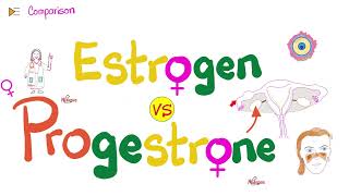 Estrogen amp Progesterone  Source Metabolism Structure amp Function [upl. by Mehcanem]