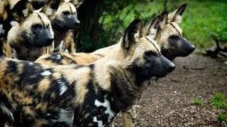 Documentales en Español PERROS SALVAJESEL PERRO CAZADOR AFRICANO [upl. by Redwine]