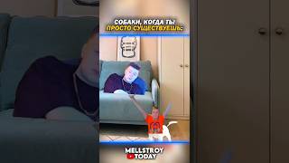 morty питбайк mellstroytoday компотик skibiditoilet скибидитуалет tiktok тикток memes мемa [upl. by Trab905]