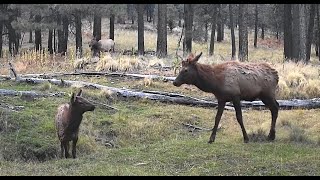 Remote CritterCamp Cam02 Part 2  Coyotes Turkeys Gray Fox Elk Mule Deer [upl. by Elem]