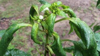 Spotted Tomato Wilt Virus  Gardening 101 [upl. by Ylrehc]