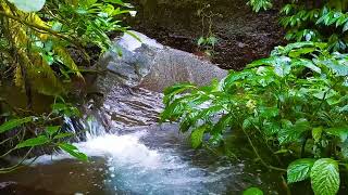 River Flow Birdsong amp Nature Vibes for Sleep amp Study  ASMR Relaxation Sounds [upl. by Annekim]