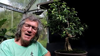 Big Changes for My Ficus benjamina The Bonsai Zone Sept 2024 [upl. by Garate777]