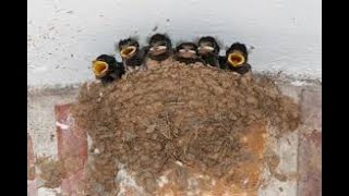 NEST OF baby SWALLOWS birds [upl. by Anneirb]