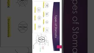 types of stomata  Bsc biology [upl. by Milka]