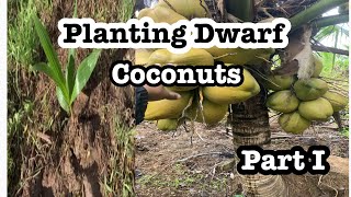 Dwarf Coconut Farming Part 1 Paano mag tanim ng Dwarf Na Niyog [upl. by Seerdi]