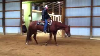 Western Pleasure horse for sale [upl. by Roana]