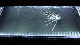 Am241 in the Cloud chamber 1080p [upl. by Winzler]