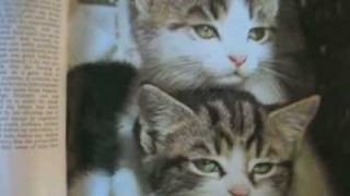 little girl talks about kittens [upl. by Rist]