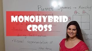 Punnett Squares  Monohybrid Cross [upl. by Eirac833]