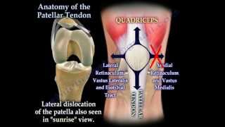 Anatomy Of The Patellar Tendon  Everything You Need To Know  Dr Nabil Ebraheim [upl. by Jen193]