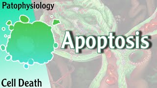 Pathophysiology  Apoptosis Cell death Hani Laith شرح [upl. by Salis]