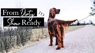 Grooming  From Dirty to Show Ready  Irish Red Setter [upl. by Rheinlander]