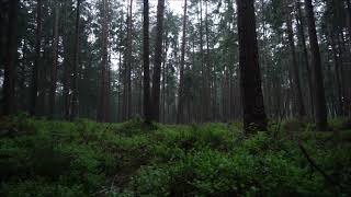 Regen im Wald  Entspannung  Natur [upl. by Seibold406]