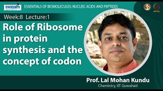 Lec 23 Role of Ribosome in protein synthesis and the concept of codon [upl. by Gratianna]