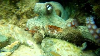 Diving amp Snorkeling Tallebudgera Creek 2014 amp 2015 [upl. by Leyla396]