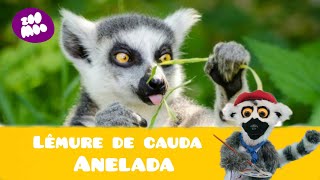 É hora de pintar  lêmure de cauda anelada [upl. by Letsou]