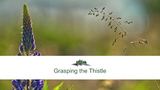 Grasping the Thistle and viewing the Lupins [upl. by Ylhsa775]