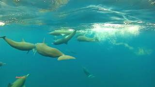 Dolphins Mating Costa Cetacea Media [upl. by Yanarp]