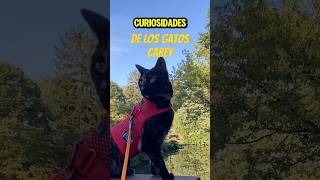 Curiosidades sobre los gatos carey [upl. by Avert448]