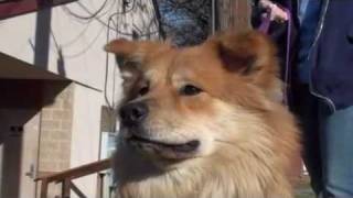 Pet of the Week Sandy colliechow mix [upl. by Natka]