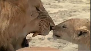 Lion Cubs Meet their Father for the First Time  Lions Spy in the Den  BBC Earth [upl. by Partridge934]