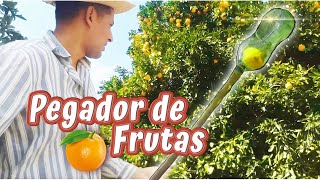 PEGADOR de FRUTAS de GARRAFA PET► Deu tão certo que agora só estou colhendo laranja assim🍊 [upl. by Nairahcaz]