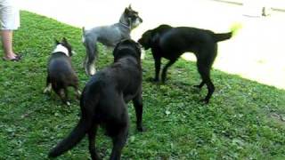 Standard Schnauzer and Black Lab playing [upl. by Tremayne383]