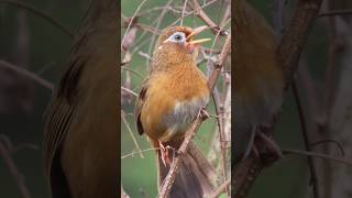 枝の上で鳴くガビチョウ [upl. by Bernadette]