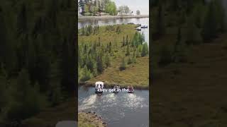 Islands in Lake Chippewa Flowage [upl. by Gannie593]