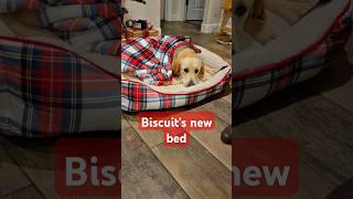 Biscuits new doggy bed puppy shorts pets [upl. by Llyrpa]