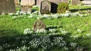 Snowdrops in a country churchyard [upl. by Aileda97]