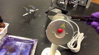 Lab Protocol  Gram Staining Unit 6 Prokaryotes [upl. by Carena]