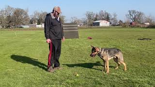 Schutzhund Obedience Training [upl. by Rochkind]