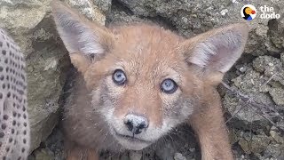 Guys Rush To Free Baby Coyote From Collapsed Den UPDATE  The Dodo [upl. by Eednahs479]