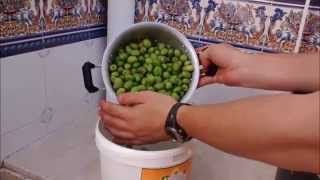 Como hacer aceitunas del modo tradicional [upl. by Eniak]