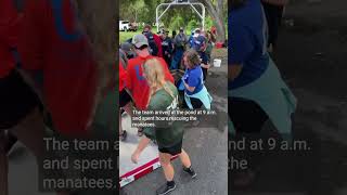 4 manatees rescued after getting stuck in Pinellas pond after Hurricane Helene [upl. by Harwilll334]