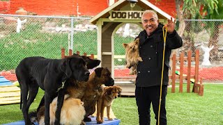 CESAR MILLAN TEACHES YOU HOW TO USE THE LEASH [upl. by Veradi]