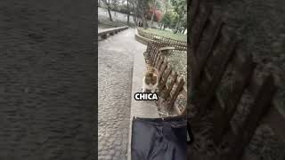 Gato Enojado Recibe Agradable Sorpresa [upl. by Ahsata]