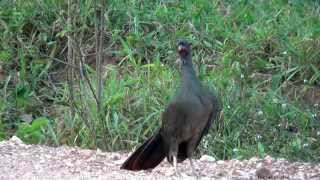 CANTO do ARACUÃDOPANTANAL ORTALIS CANICOLLIS CHACO CHACHALACA CHARATA [upl. by Draneb]