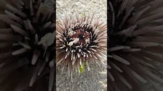 Live Sea Urchin nature shorts [upl. by Weywadt116]