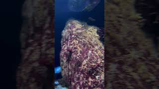 COLORFUL BOTTOM OF THE OCEANshortsvideo shorts ocean anemone aquarium sea travel cool wow [upl. by Decrem]