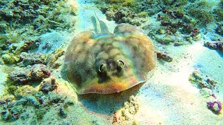 Almost stung by a hidden stingray [upl. by Llywellyn]