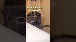 Monkey Shower Thoughts [upl. by Onfroi]