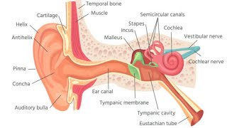 Ear Model Part 2  Ospe 2nd year Mbbs [upl. by Ayiotal]