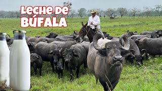 Visitamos una gran HACIENDA de BÚFALOS 🦬🥛 Josué y Elie [upl. by Fletcher]