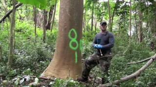 Injection Methods for Controlling Albizia [upl. by Orva]