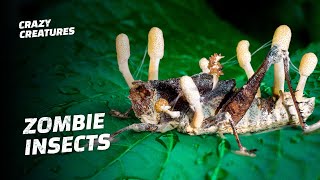 This Zombie Fungus Mind Controls Insects [upl. by Nat]