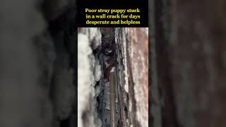 Poor stray puppy stuck in a wall crack for several days was murdered by the local😢 [upl. by Stieglitz116]