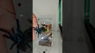 Caribena Versicolor juvie  Antilles Pinktoe Tarantula Rehousing [upl. by Llenreb]